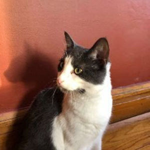 Meet your Posher, Levid